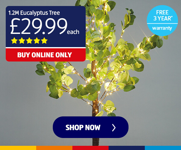 1-2m-eucalyptus-tree