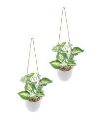 Green & White Leaf Hanging Plants