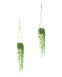 String Of Pearls Hanging Plants