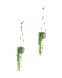 Trailing Leaf Hanging Plants