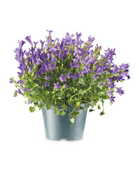 The Green Garden Campanula 11cm