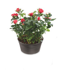 The Green Garden Rose Bowl 20cm