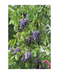 The Green Garden Wisteria