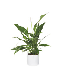 The Green Garden 12cm Peace Lily