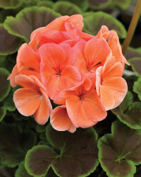 1L Geranium Bullseye