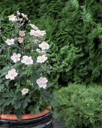 2L Late Summer Perennials