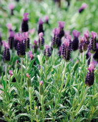 The Green Garden Lavender