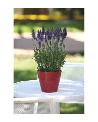 The Green Garden 2L Lavender