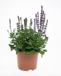 2L Summer Perennials
