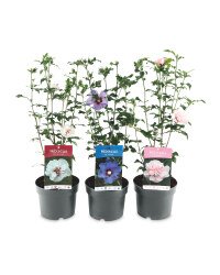 The Green Garden Hibiscus 3L