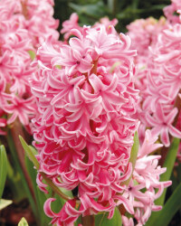 The Green Garden Spring Bulb Cup
