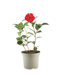 The Green Garden Camellia
