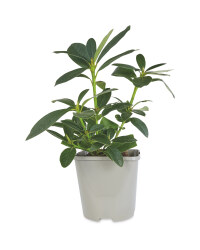 Rhododendron Hardy Hybrid