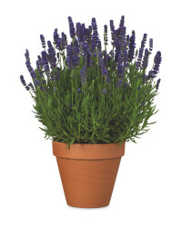 The Green Garden Lavender 2L