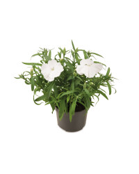 The Green Garden Alpines 1L