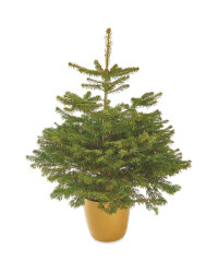 Pot Grown Nordman Fir