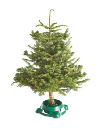 Medium Nordman Fir Christmas Tree