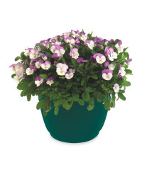 Viola Hanging Baskets