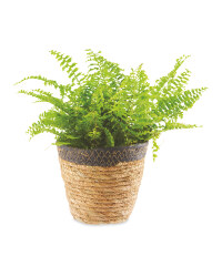 The Green Garden Wicker Pot Foliage