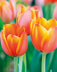 The Green Garden Tulip Collection