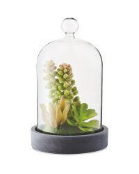 Succulent Cloche Terrarium