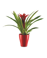 Bromeliad In Ceramic 9cm