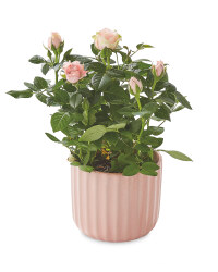 Flowering Rose In Ceramic Pot 10.5cm
