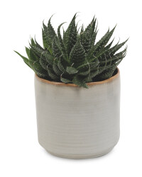 Succulent/Cacti In Ceramic