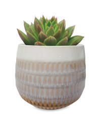 Succulent/Cacti In Ceramic