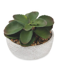 Tribal Container Succulent