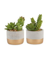 Gold Stripe Succulent 2 Pack