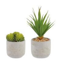 White Washed Succulent 2 Pack
