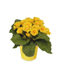 The Green Garden Double Primula