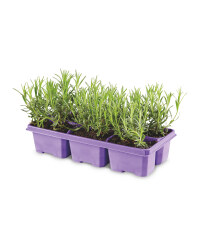 The Green Garden Lavender 6 Pack