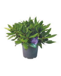 Ornamental Rhododendron