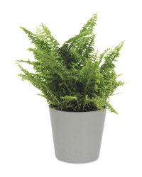 The Green Garden Bathroom Plant