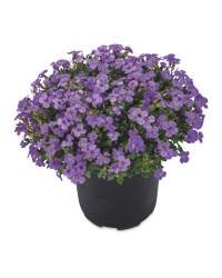 The Green Garden Alpines
