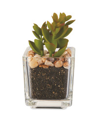 Artificial Cup-Leaf Succulent