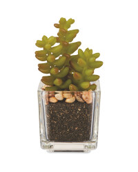 Round Leaf Succulent
