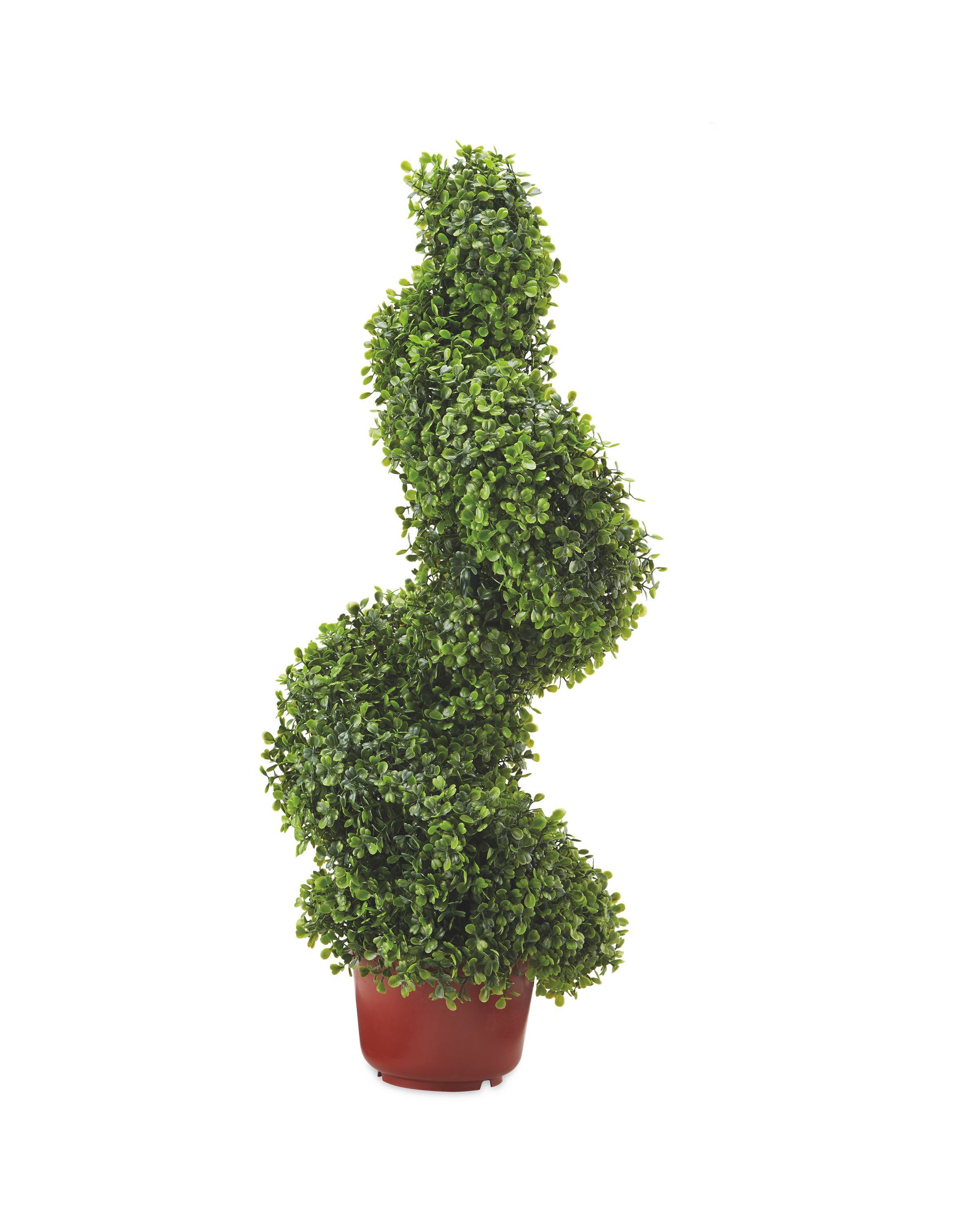 Boxwood Topiary Spiral Aldi Uk