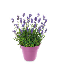 British Flowering Lavender Pot