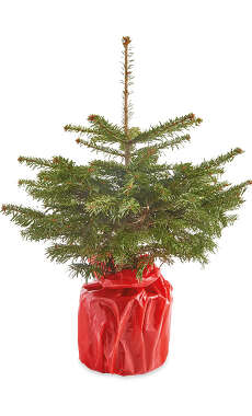 Real Christmas Trees Aldi Uk Aldi Fibre Optic Christmas Tree