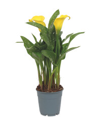 The Green Garden Calla Lilly