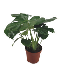 Cheese Plant 14cm