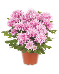 The Green Garden Chrysanthemum
