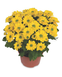 Chrysanthemum 12cm
