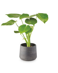 The Green Garden Clay Pot Plant