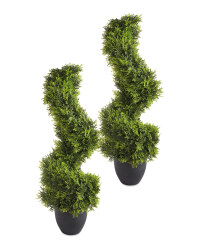 Cypress Topiary 2 Pack
