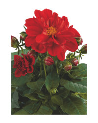 Dahlia 2L