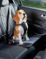 Dog Harness and Seat Belt Attachment